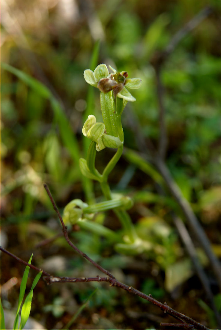 Orchidee nel pisano